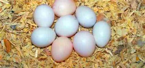 ebay papağan yumurtası